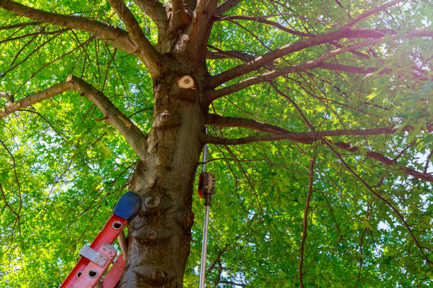  Beaumont, CA Tree Services Pros